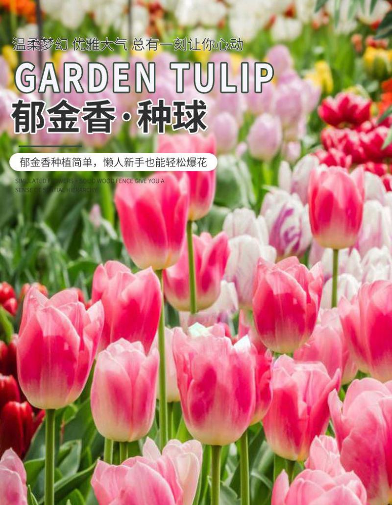 郁金香种球厂家批发