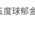 郁金香种球厂家批发