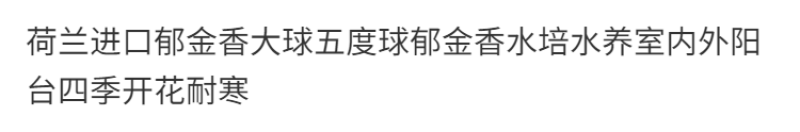 郁金香种球厂家批发