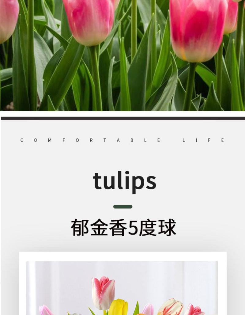 郁金香种球厂家批发