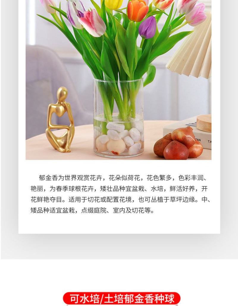 郁金香种球厂家批发