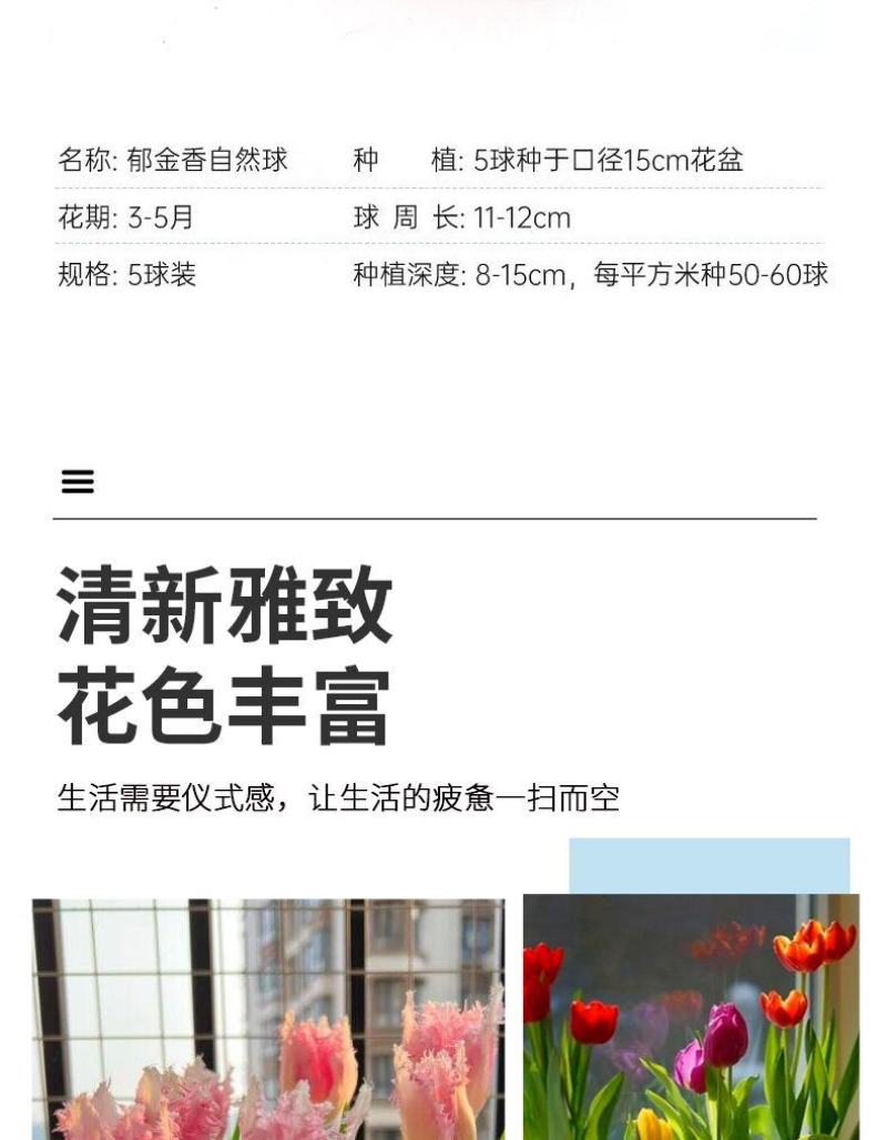 郁金香种球厂家批发