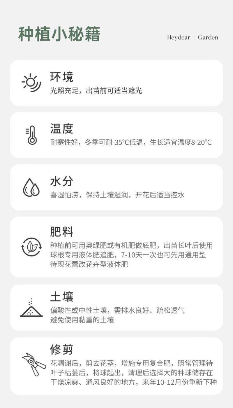 郁金香种球厂家批发