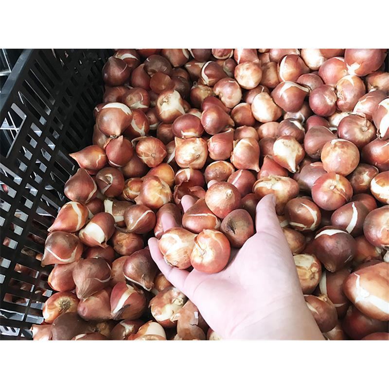 郁金香种球厂家批发
