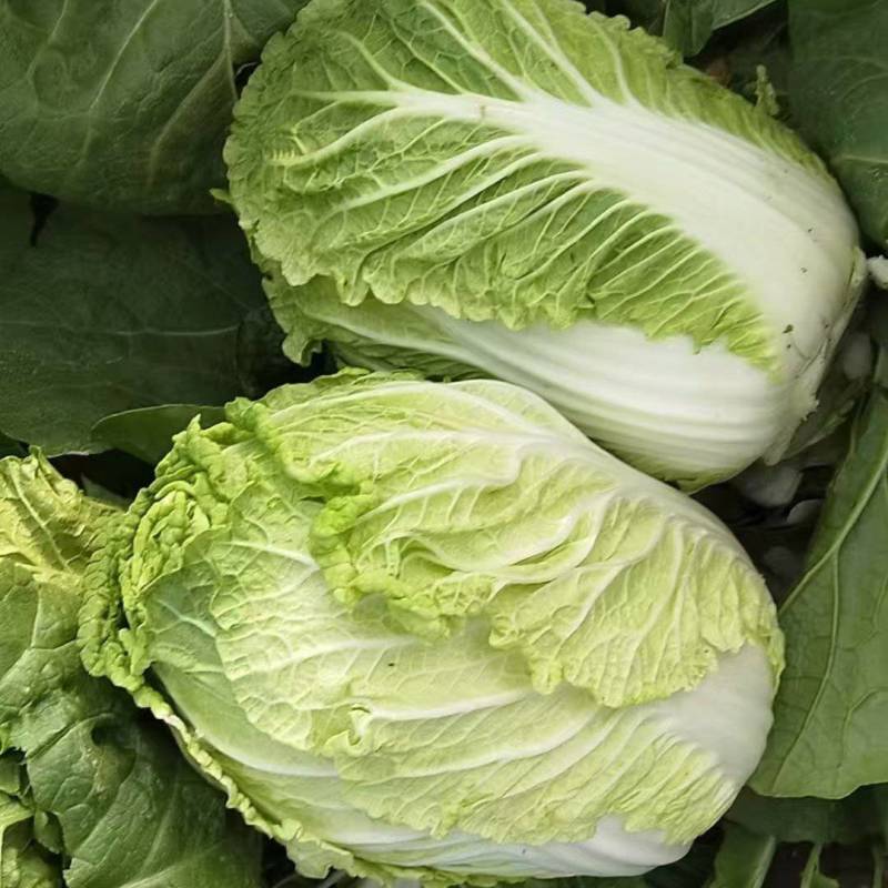 白菜承接加工批发市场社区团购直播带货现场看货订货满意为止