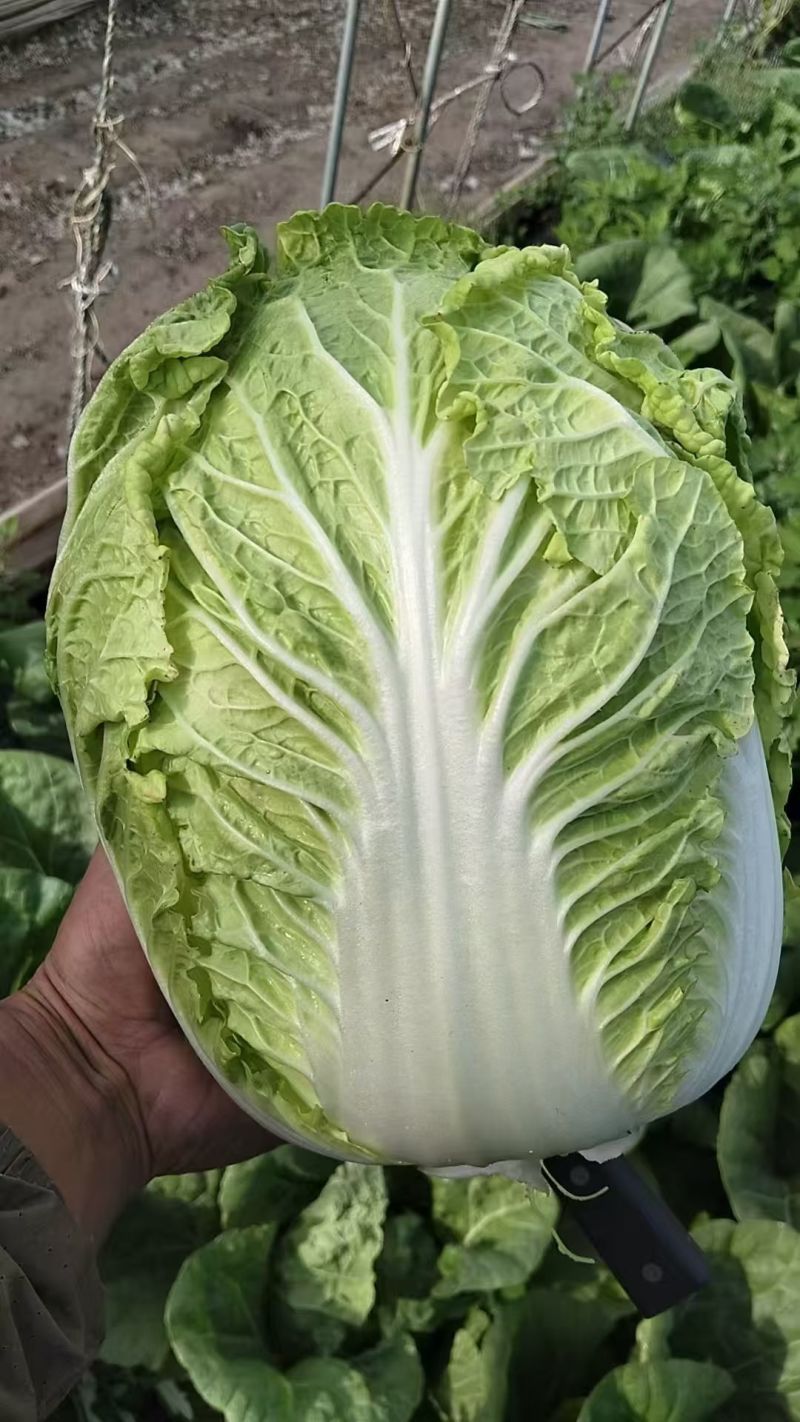 白菜承接加工批发市场社区团购直播带货现场看货订货满意为止