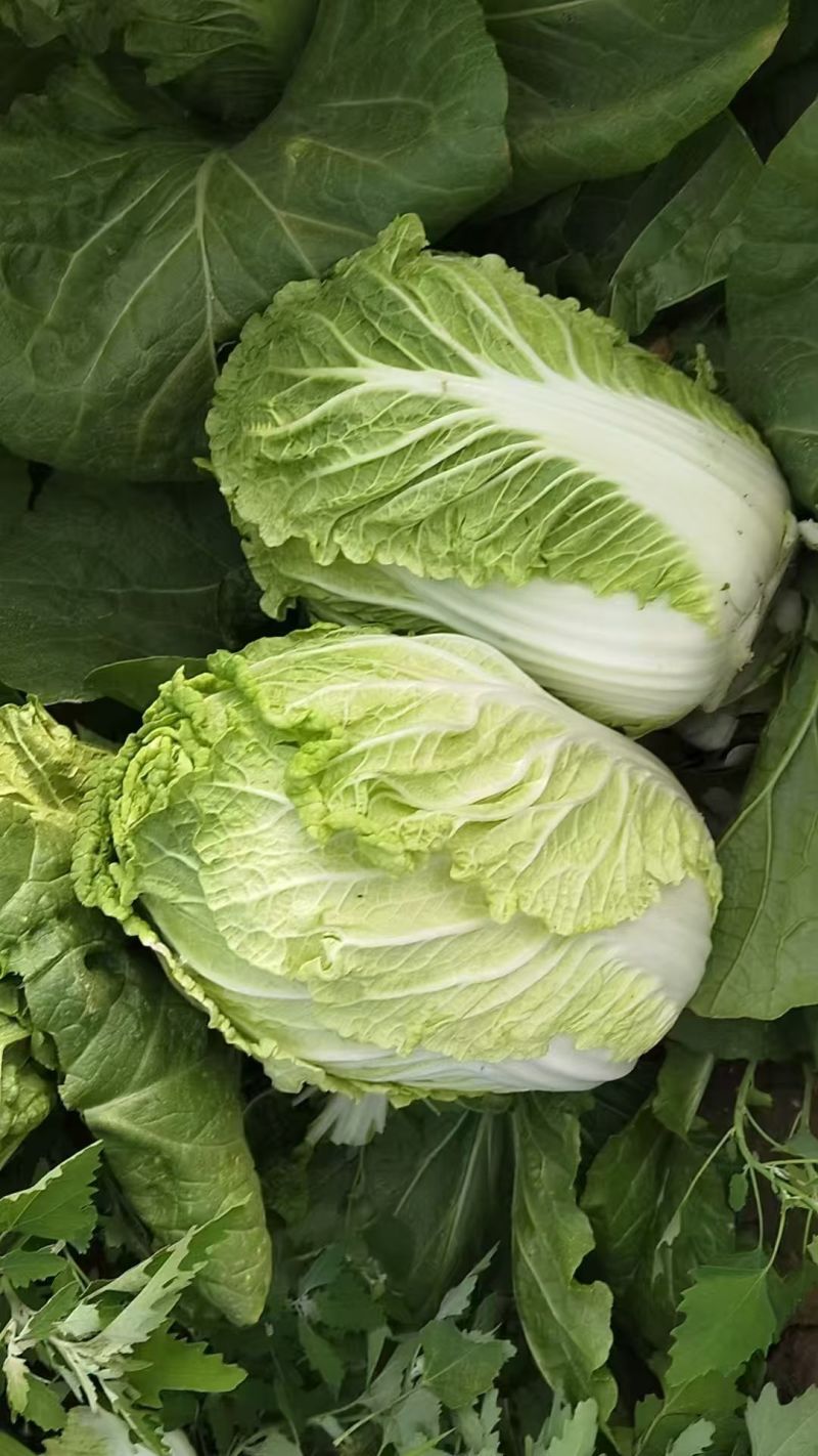 白菜承接加工批发市场社区团购直播带货现场看货订货满意为止