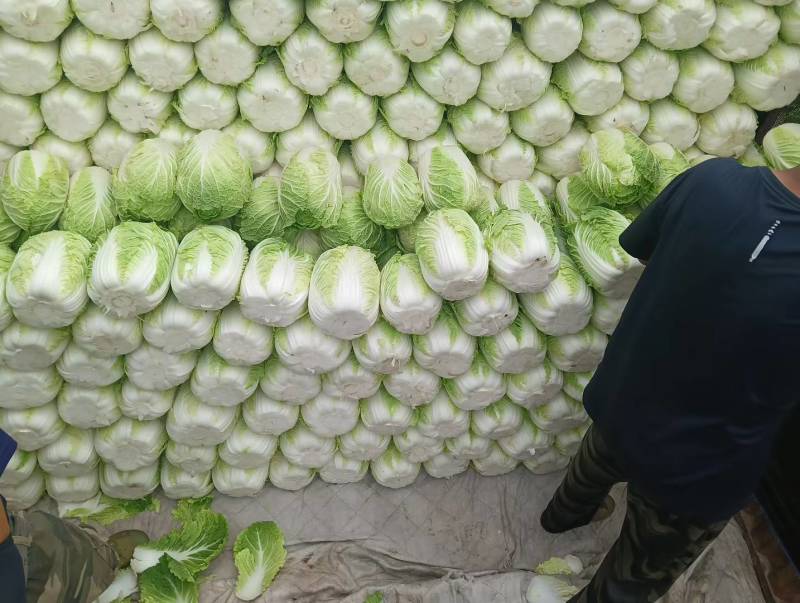 白菜承接加工批发市场社区团购直播带货现场看货订货满意为止