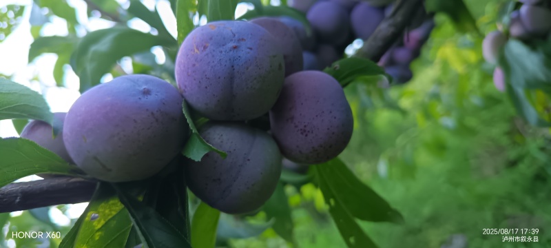 赤水河脆红李大量上市，产地直发脆甜，水份充足