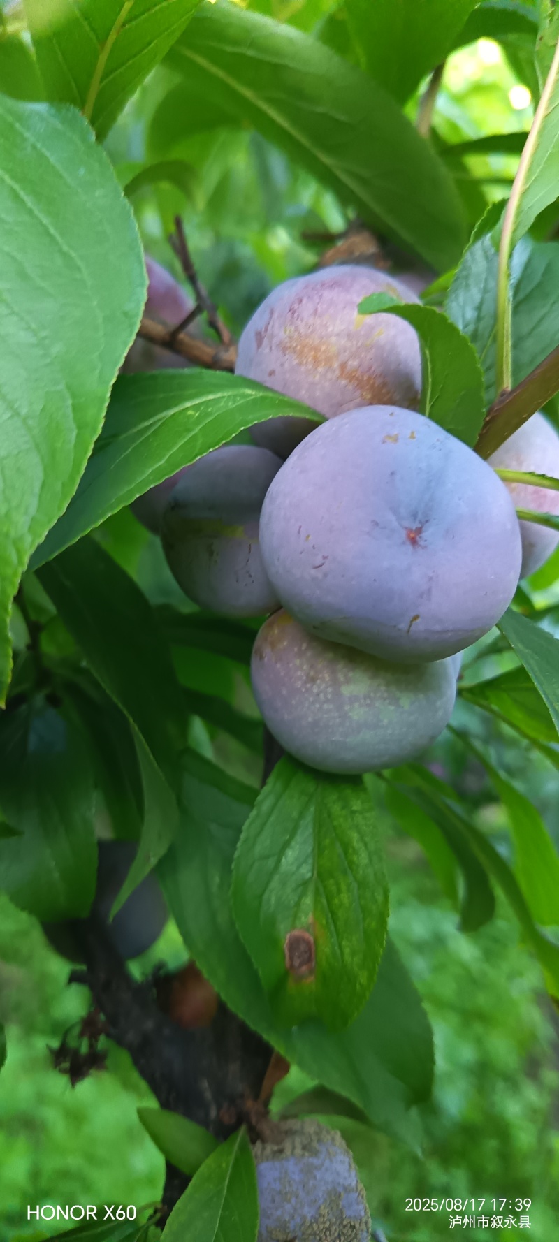 赤水河脆红李大量上市，产地直发脆甜，水份充足