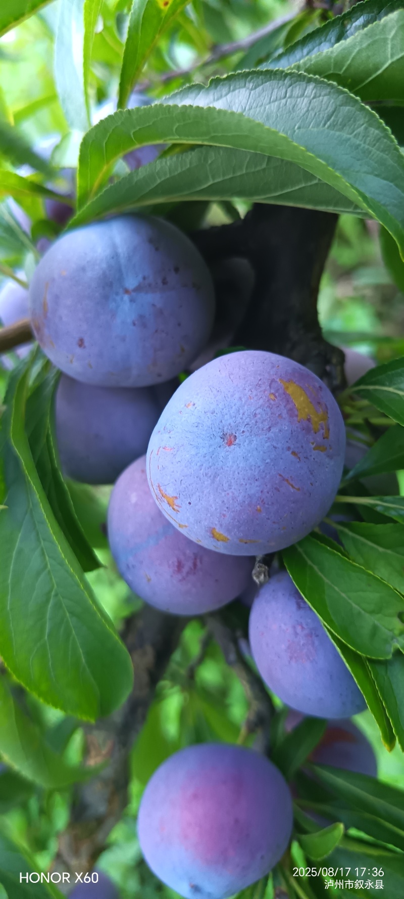 赤水河脆红李大量上市，产地直发脆甜，水份充足