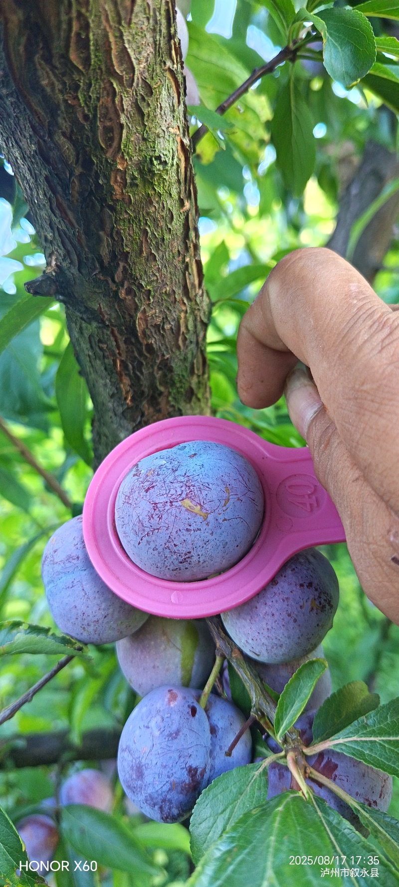 赤水河脆红李大量上市，产地直发脆甜，水份充足