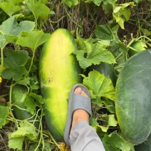 隆尧麦茬冬瓜