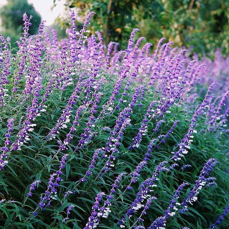 蓝花鼠尾草种子庭院室内室外阳台耐寒植物花种籽四季播蓝花卉