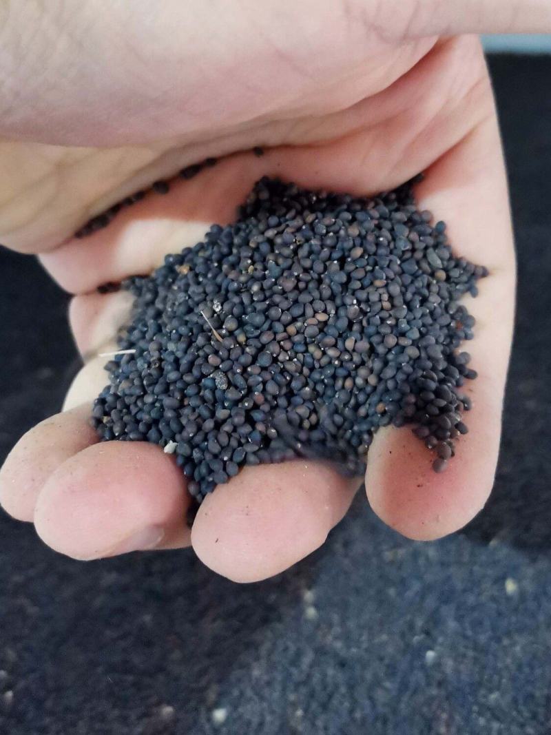 蓝花鼠尾草种子庭院室内室外阳台耐寒植物花种籽四季播蓝花卉