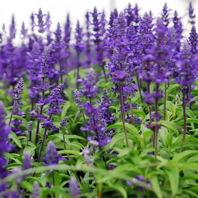 蓝花鼠尾草种子庭院室内室外阳台耐寒植物花种籽四季播蓝花卉