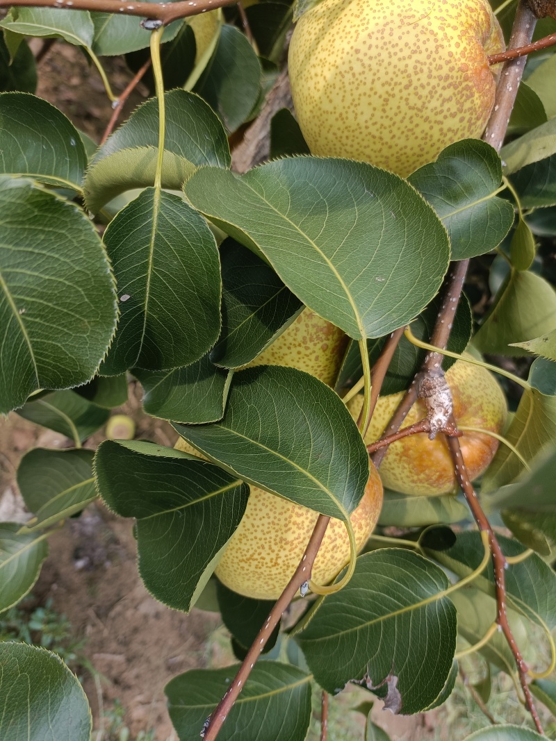 酥梨兰考酥梨沙土地自家种植颜色黄个头大