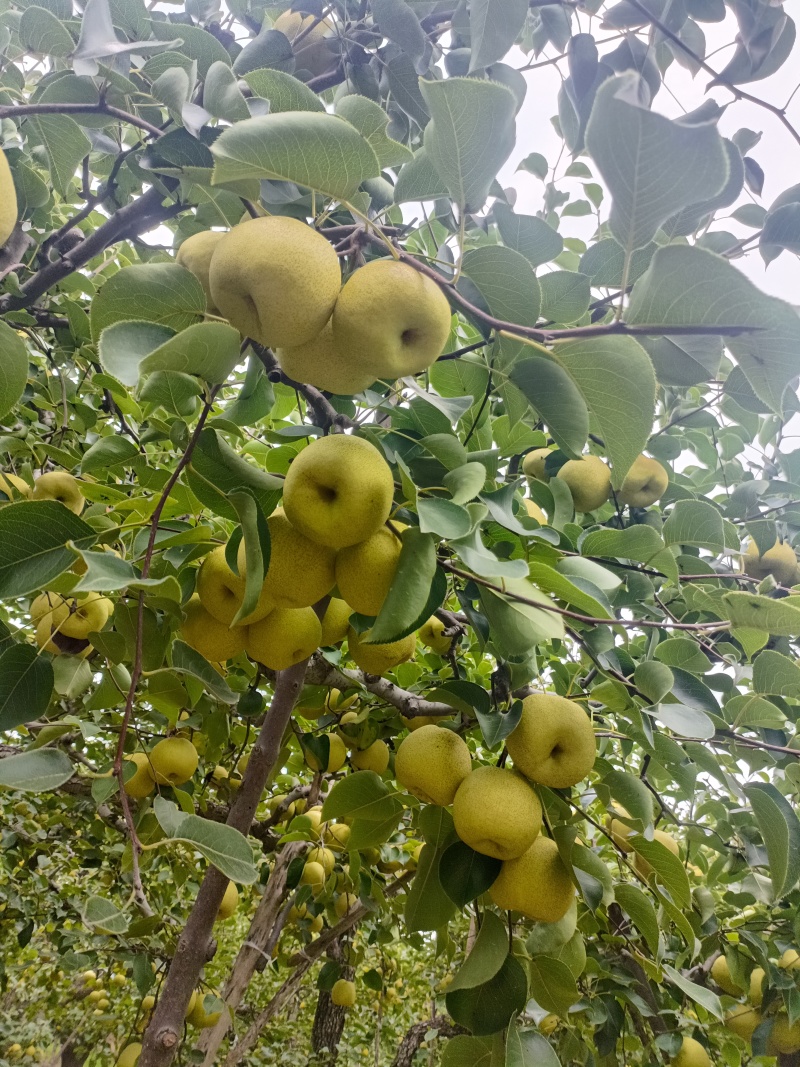 酥梨兰考酥梨沙土地自家种植颜色黄个头大
