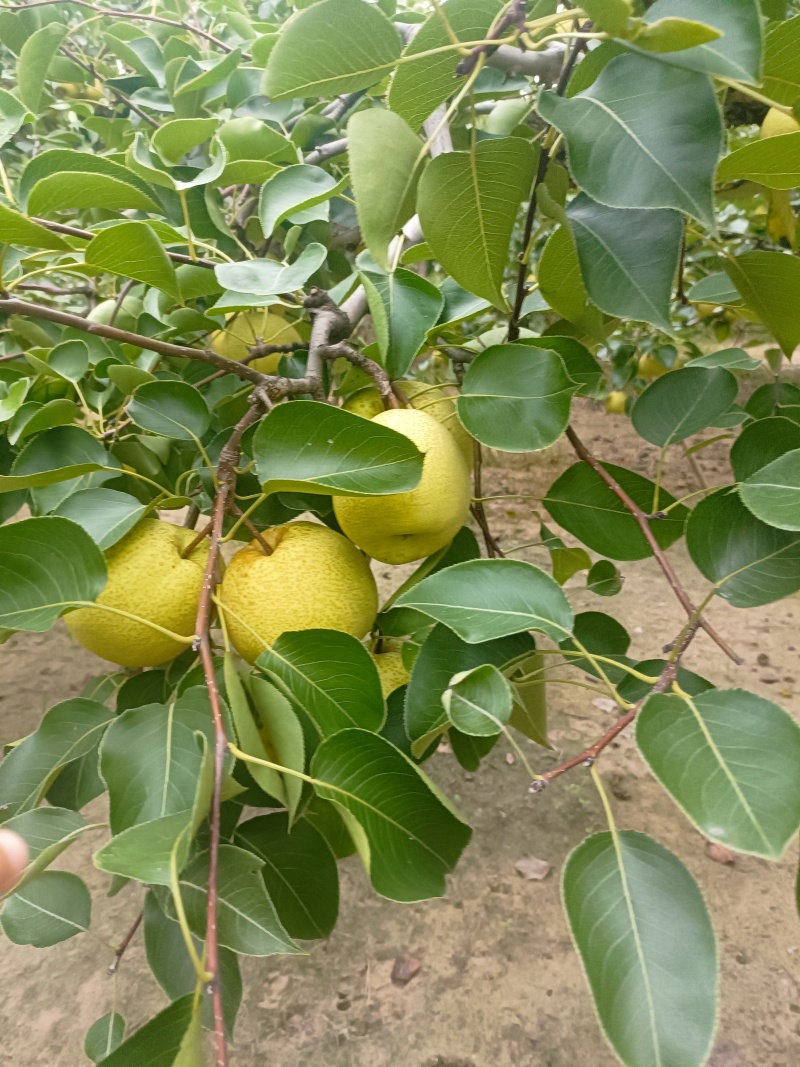 酥梨兰考酥梨沙土地自家种植颜色黄个头大