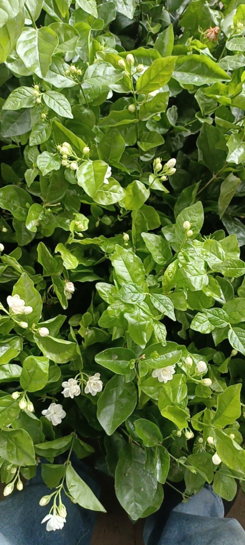 苿莉