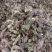 款冬花实物拍摄量大丛优安心购售后无忧诚信第一