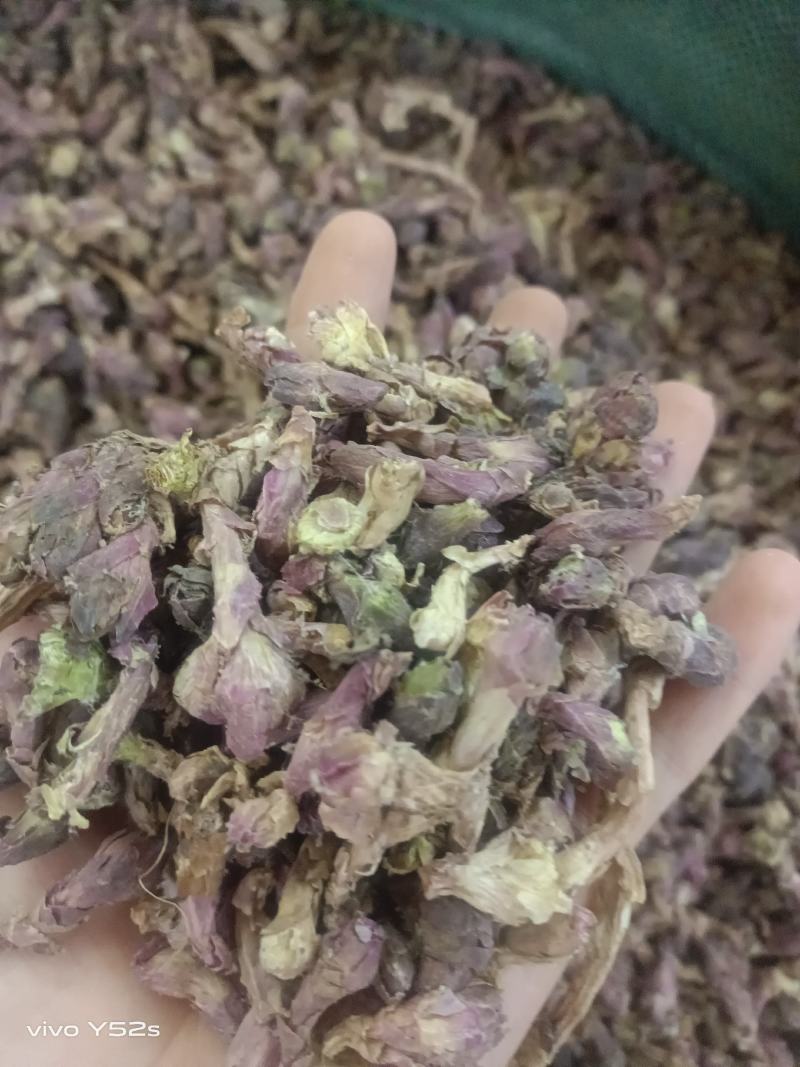 款冬花实物拍摄量大丛优安心购售后无忧诚信第一