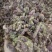 款冬花实物拍摄量大丛优安心购售后无忧诚信第一