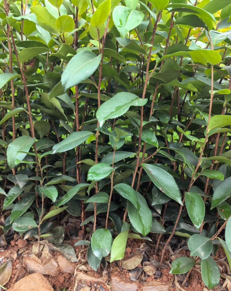 油茶苗（容器苗和裸根苗）公司自育自销，价格实惠