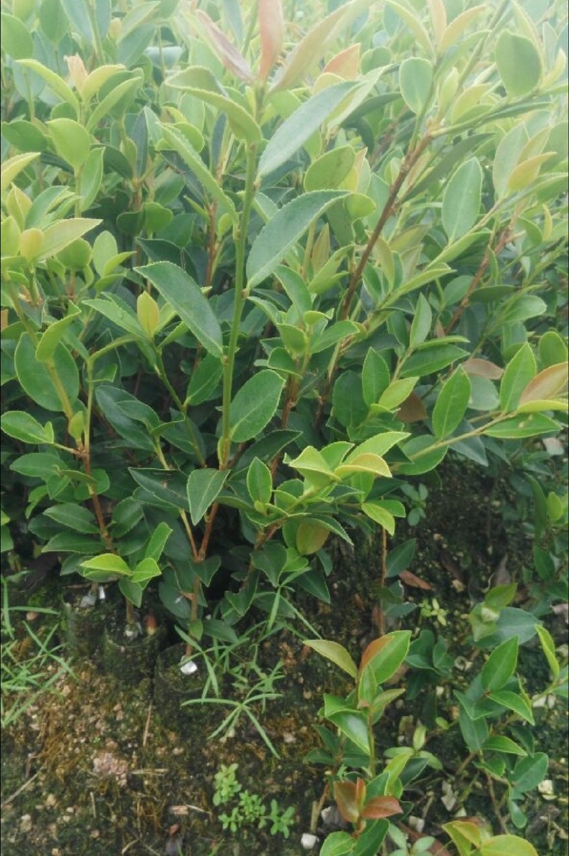 油茶苗（容器苗和裸根苗）公司自育自销，价格实惠
