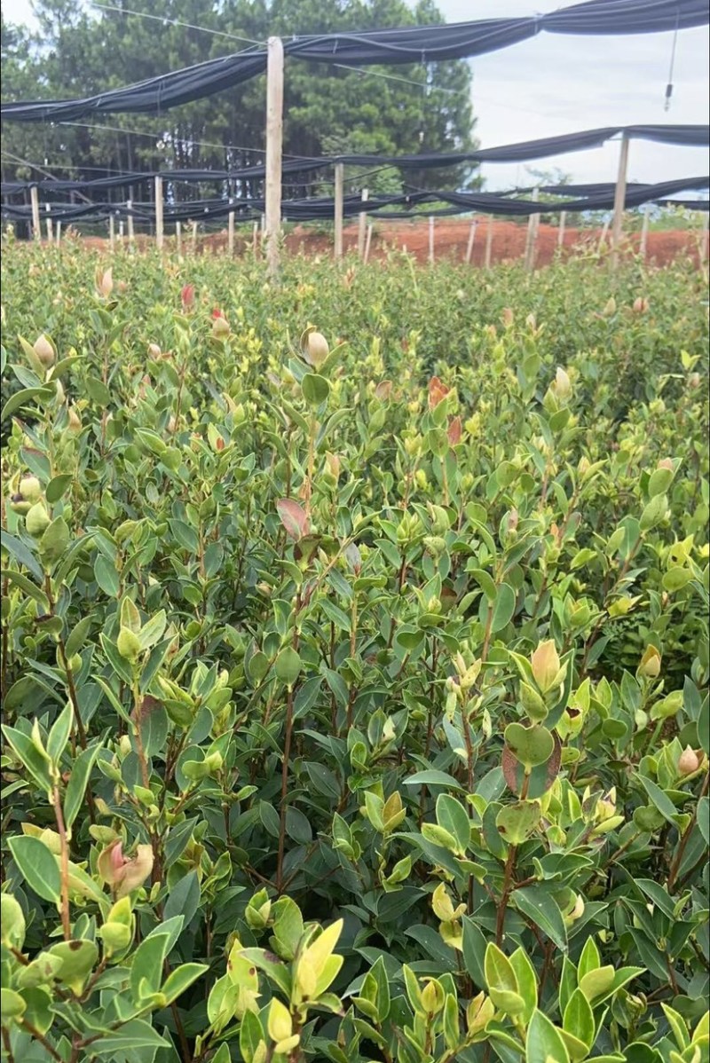 油茶苗（容器苗和裸根苗）公司自育自销，价格实惠