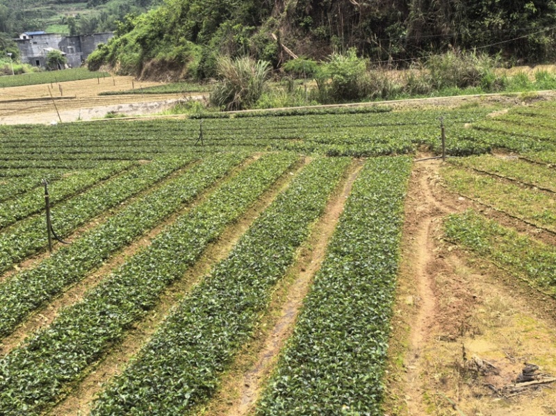 油茶苗（容器苗和裸根苗）公司自育自销，价格实惠