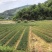 油茶苗（容器苗和裸根苗）公司自育自销，价格实惠