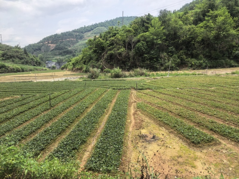 油茶苗（容器苗和裸根苗）公司自育自销，价格实惠