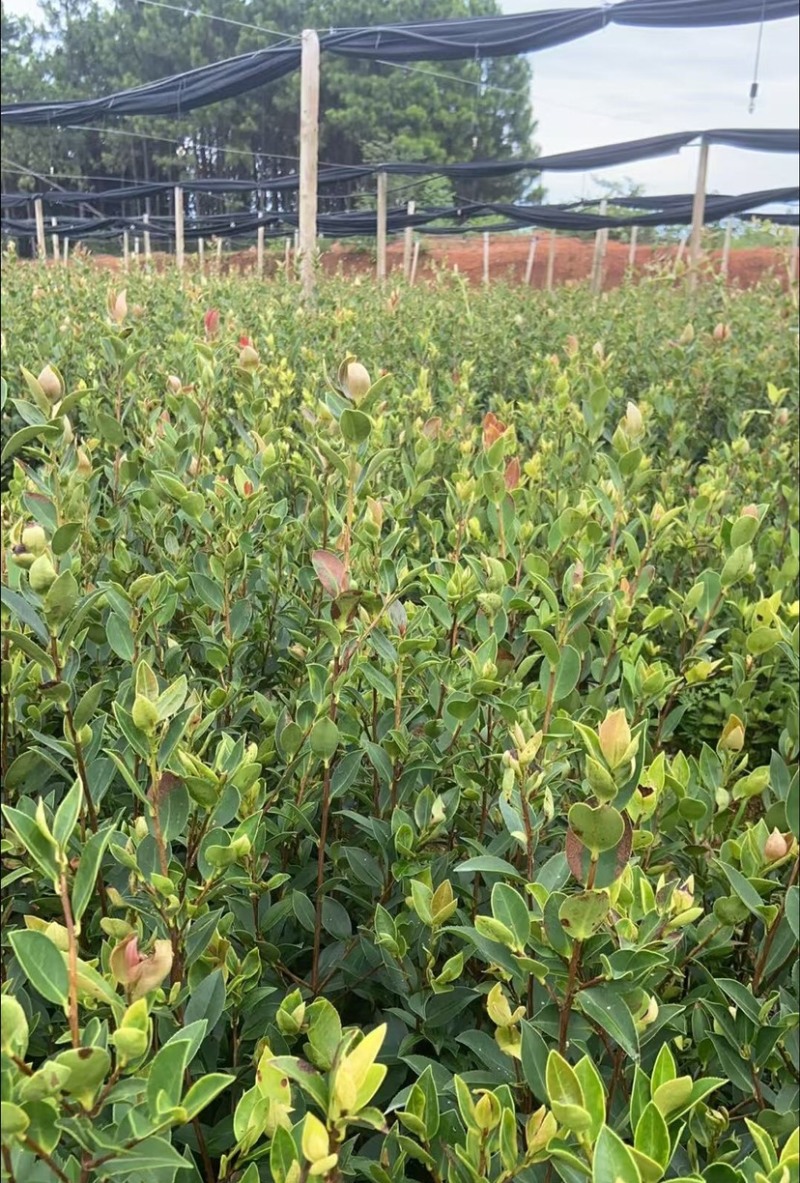 油茶苗（容器苗和裸根苗）公司自育自销，价格实惠
