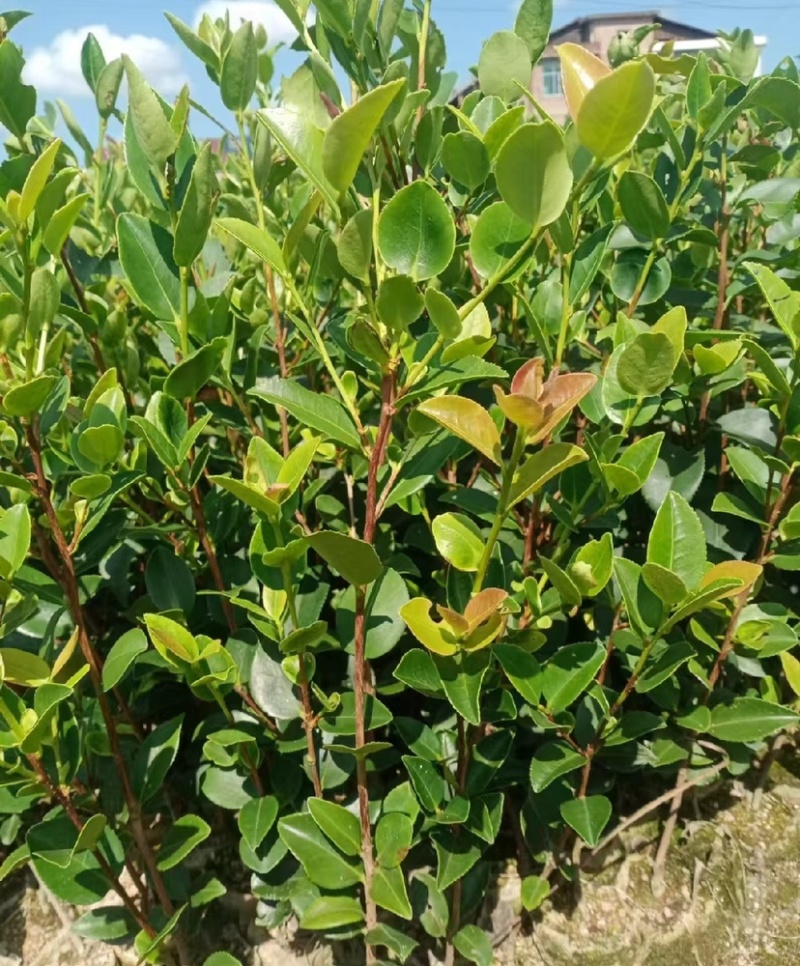 油茶苗（容器苗和裸根苗）公司自育自销，价格实惠