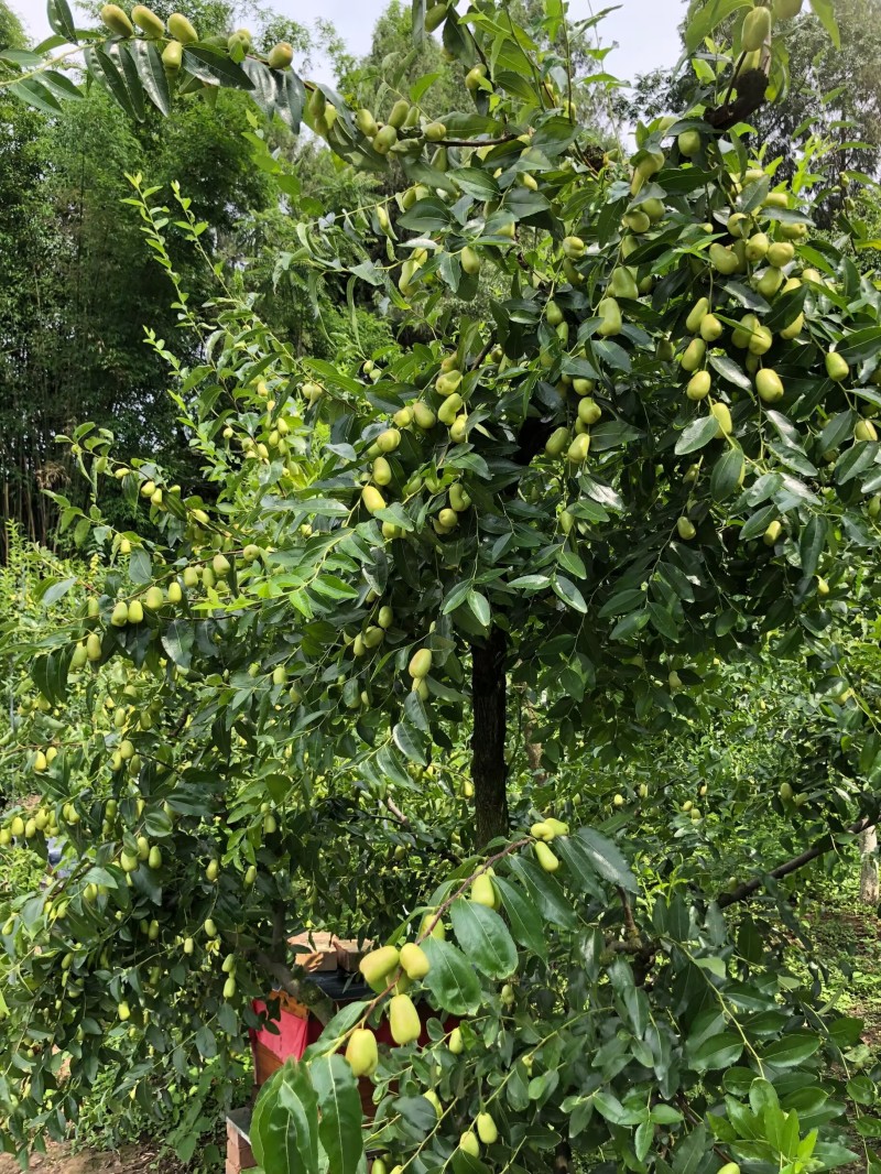 罗江贵妃枣