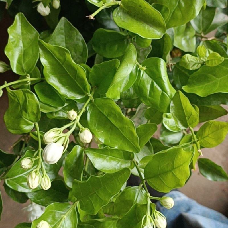 茉莉花