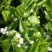 茉莉花