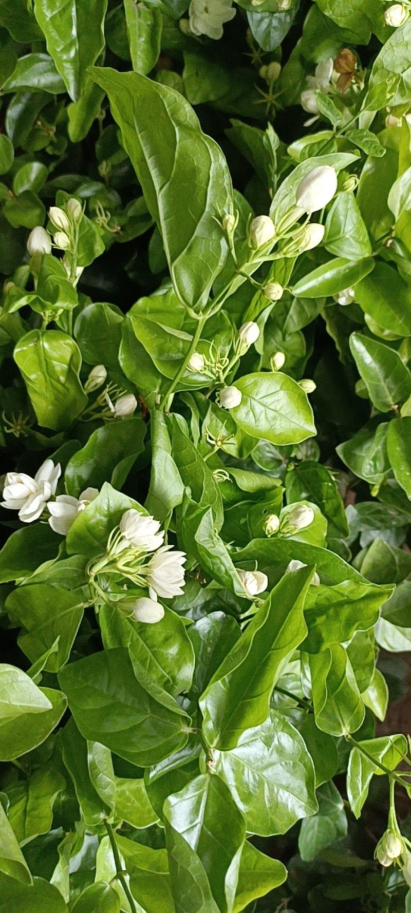 茉莉花