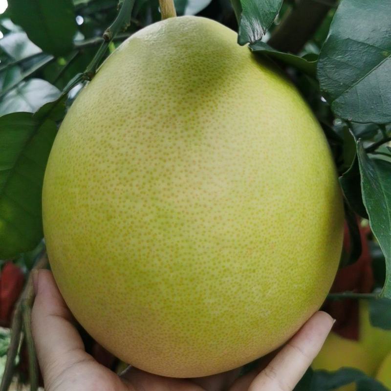 三红蜜柚