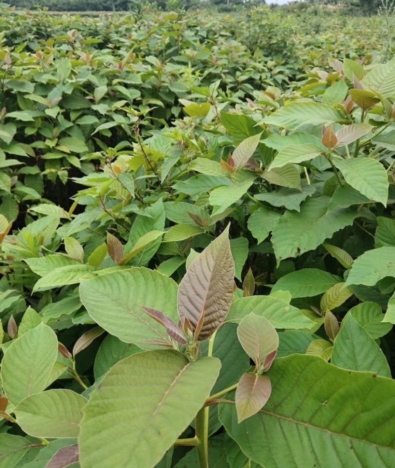 喜树（公司基地自产自销，没有中间商，价格实惠）