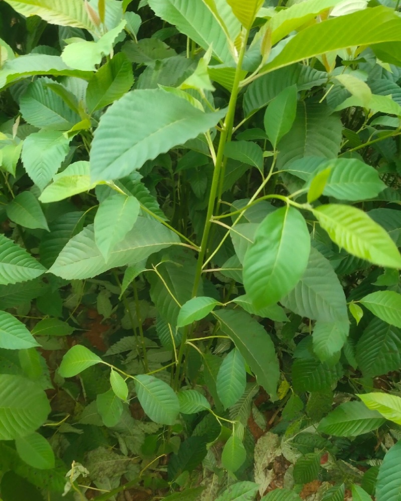 喜树（公司基地自产自销，没有中间商，价格实惠）