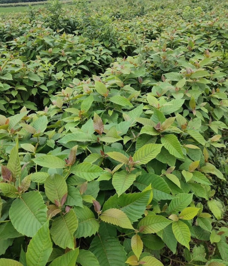 喜树（公司基地自产自销，没有中间商，价格实惠）