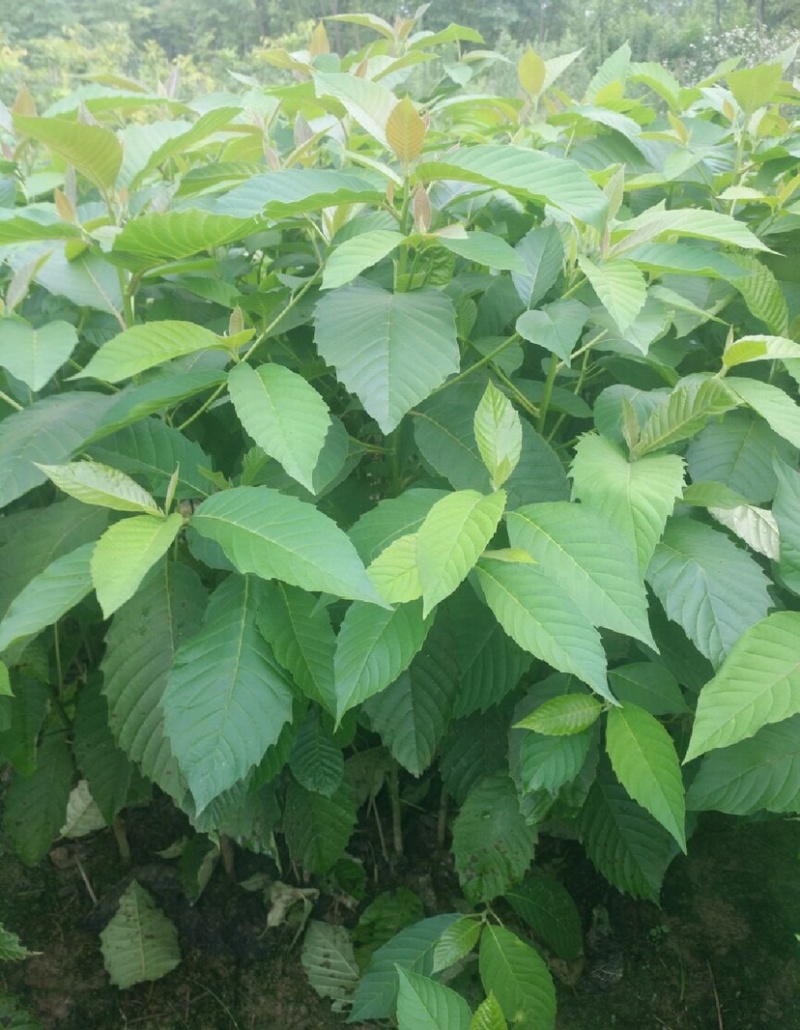 喜树（公司基地自产自销，没有中间商，价格实惠）