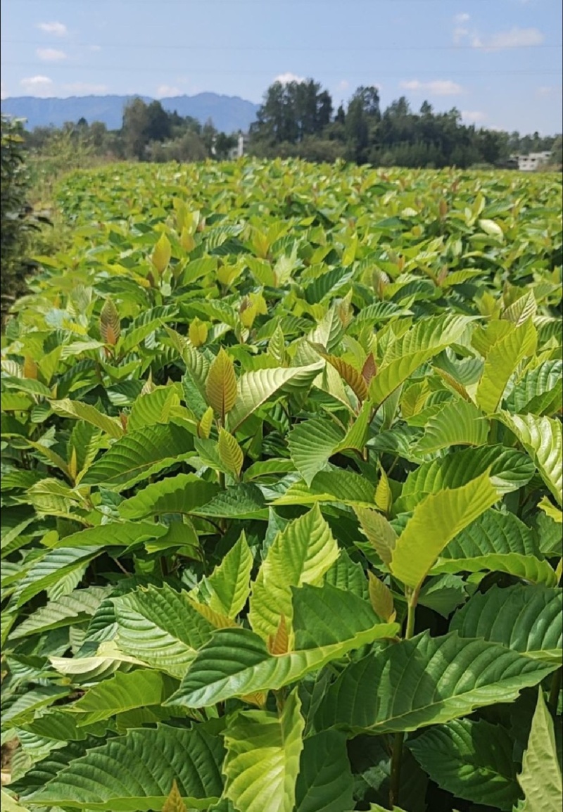 喜树（公司基地自产自销，没有中间商，价格实惠）