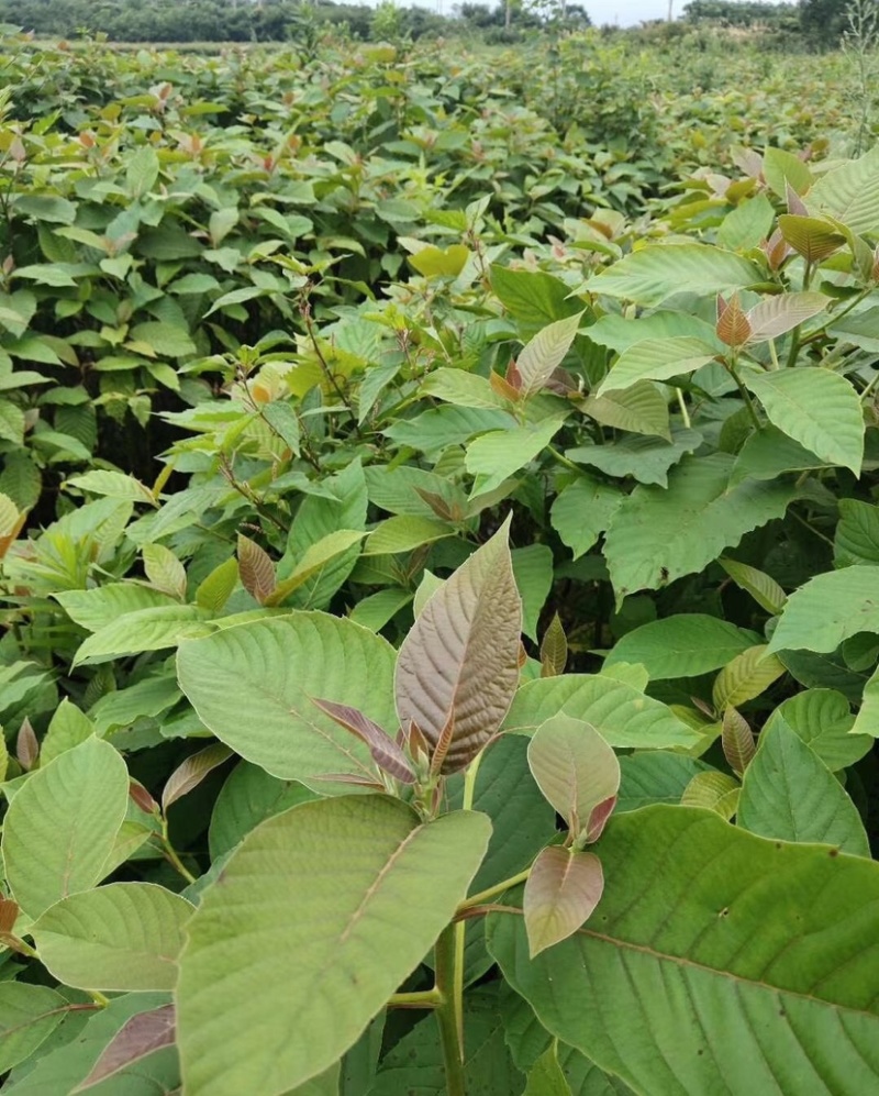 喜树（公司基地自产自销，没有中间商，价格实惠）