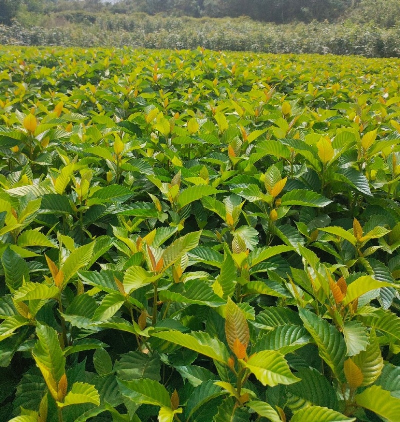 喜树（公司基地自产自销，没有中间商，价格实惠）