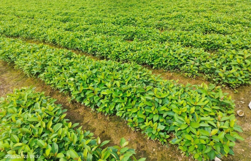 喜树（公司基地自产自销，没有中间商，价格实惠）