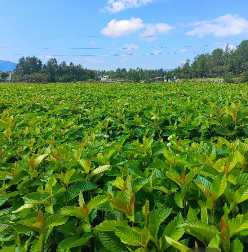 喜树（公司基地自产自销，没有中间商，价格实惠）