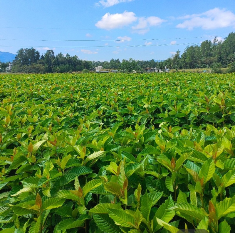 喜树（公司基地自产自销，没有中间商，价格实惠）